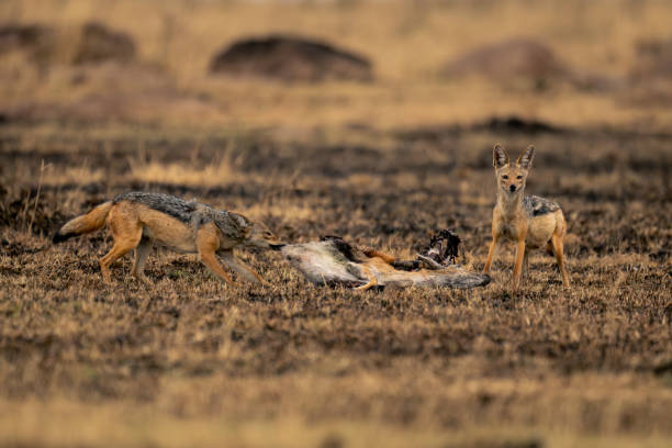 istock Black-backed jackal stands gnawing carcase beside another 1874804475
