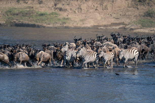 istock Blue wildebeest and plains zebra crossing river 1874805012