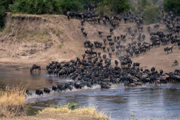 istock Blue wildebeest cross Mara in single file 1874805021