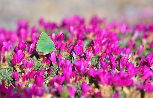 green butterfly on the pink flower