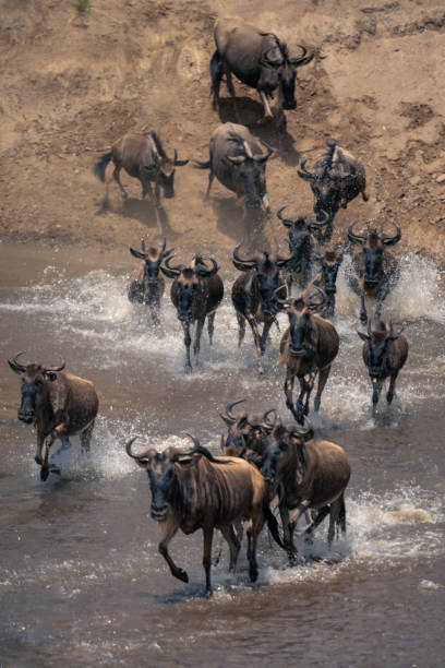 istock Blue wildebeest cross shallow river towards camera 1874806076