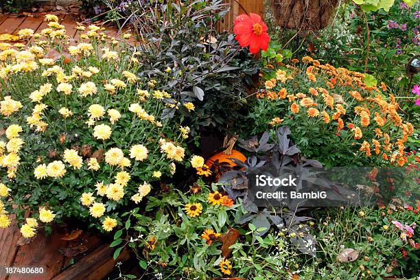 Den Garten Stockfoto und mehr Bilder von Chrysantheme - Chrysantheme, Dahlie, Gartenanlage