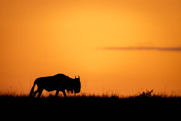 istock Blue wildebeest crosses horizon silhouetted against sky 1874807138
