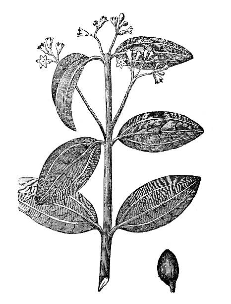 istock Antique illustration of Cinnamomum verum (Ceylon cinnamon) 187480729
