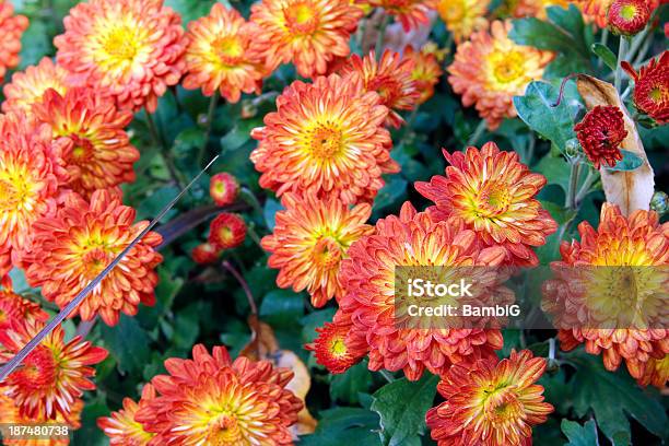 Foto de Flor e mais fotos de stock de Amarelo - Amarelo, Beleza natural - Natureza, Canteiro de Flores