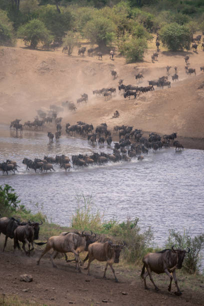istock Blue wildebeest crossing river in zigzag line 1874809217