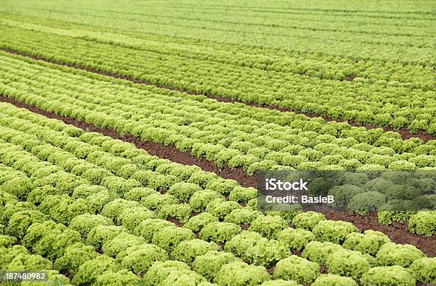 Salat Stockfoto und mehr Bilder von Blattgemüse - Blattgemüse, Buttersalat, Eigen-Anbau