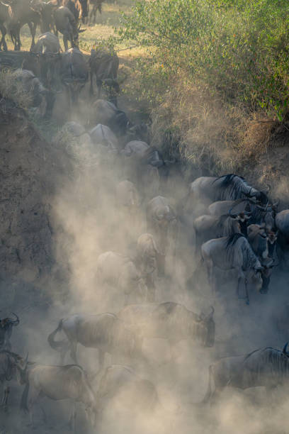 istock Blue wildebeest descend gully in dust cloud 1874810275