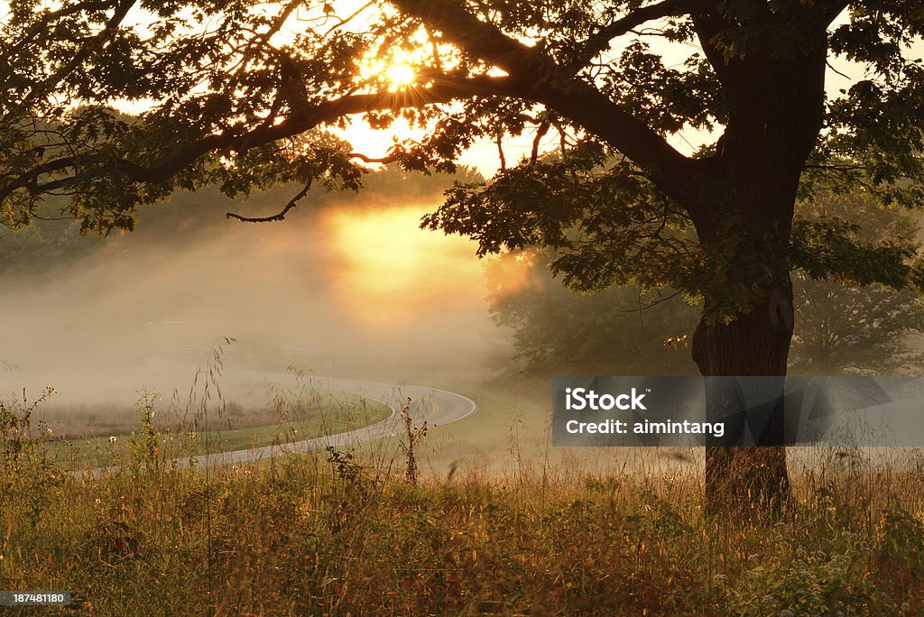 Oak Tree at Sunrise - Foto de stock de Pensilvania libre de derechos