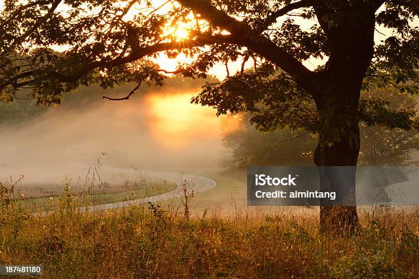 Oak Tree At Sunrise Foto de stock y más banco de imágenes de Pensilvania - Pensilvania, Salida del sol, Aire libre