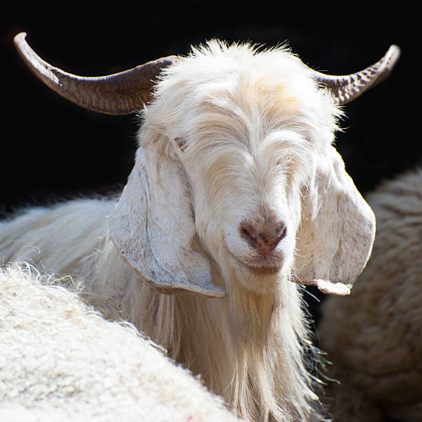 istock White kashmir goat from Indian highland farm 187481254
