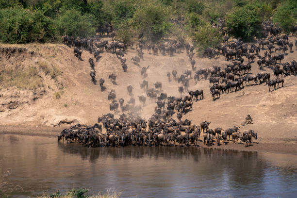 istock Blue wildebeest drink from river at crossing 1874814993