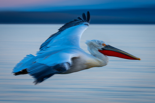 Slow pan of pelican soaring over lagoon