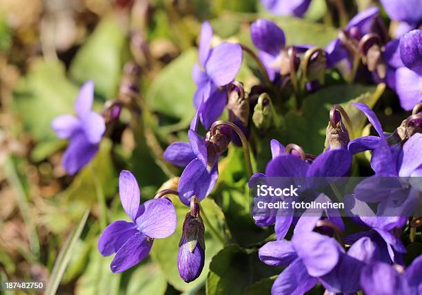 Violett Stockfoto und mehr Bilder von Blau - Blau, Blume, Blüte