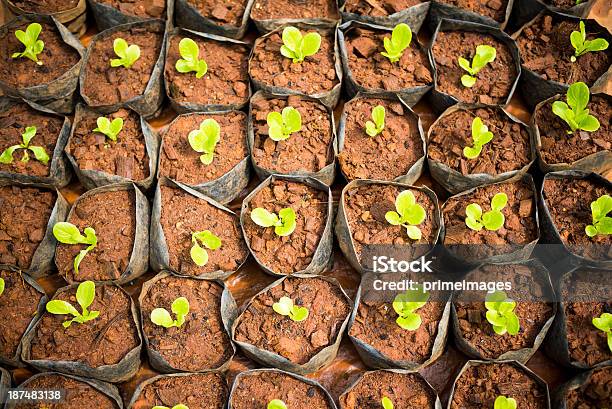 Foto de Hidropônica Legumes Em Um Jardim e mais fotos de stock de Agricultura - Agricultura, Ajardinado, Alface