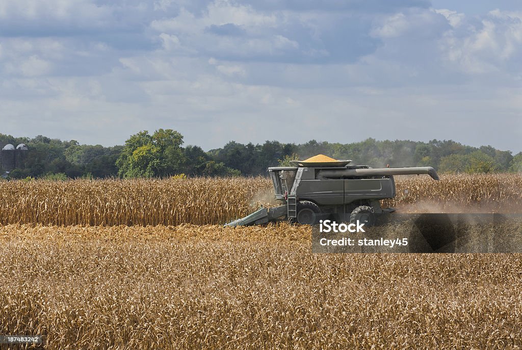 Объединение в Кукурузное поле урожай - Стоковые фото Кукуруза - урожай роялти-фри