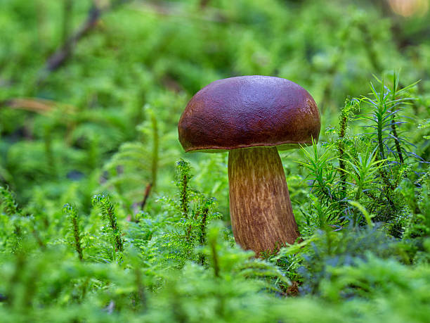 maronen-röhrling (steinpilz badius, syn.  xerocomus badius) - boletus badius stock-fotos und bilder