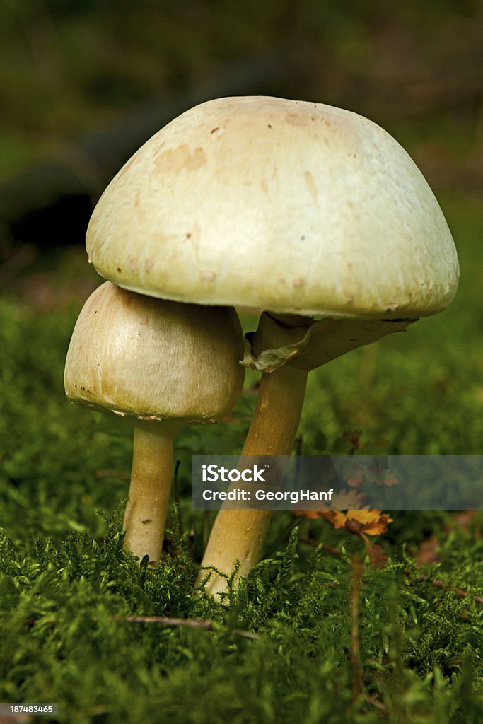 Champignon de Paris - Photo de Automne libre de droits