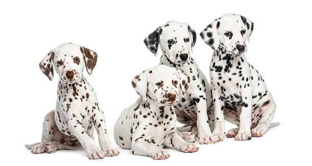 istock A group of Dalmatian puppies sitting on a white background 187483589