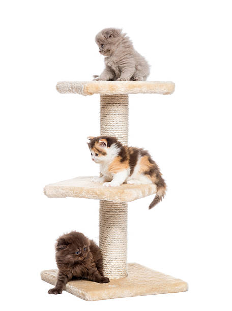 istock Highland fold or straight kittens playing on a cat tree 187483591