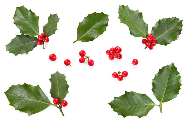 Holly leaves and berries European Holly (Ilex aquifolium) leaves and fruit holly stock pictures, royalty-free photos & images