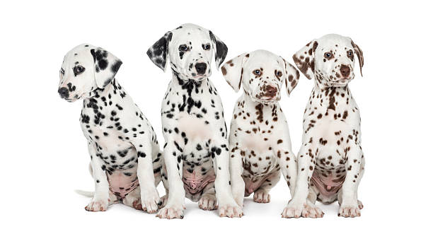 istock Group of Dalmatian puppies sitting, isolated on white 187483612
