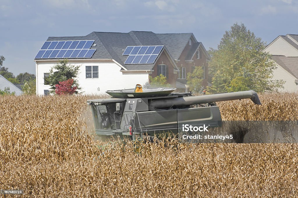 Combinar a colheita de milho de Campo Próximo a um bairro suburbano - Foto de stock de Agricultura royalty-free