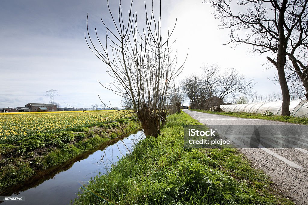 Leere Land road in Narzisse field - Lizenzfrei Blume Stock-Foto