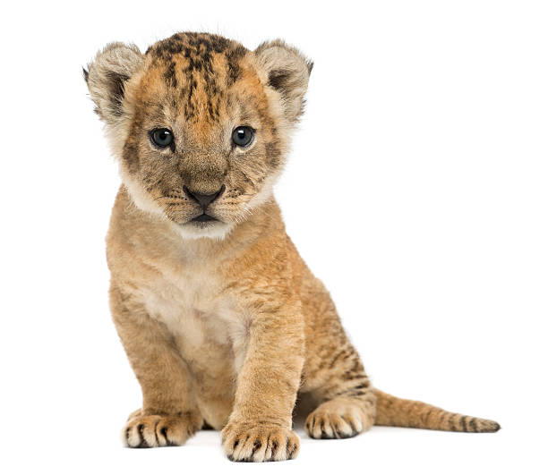 istock Lion cub sitting, looking at the camera, 16 days old 187483829