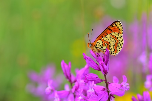 red butterfly on the purple flower