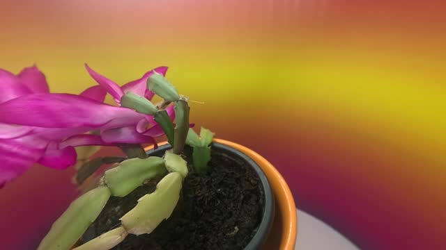 Christmas cactus, pink succulent with flower