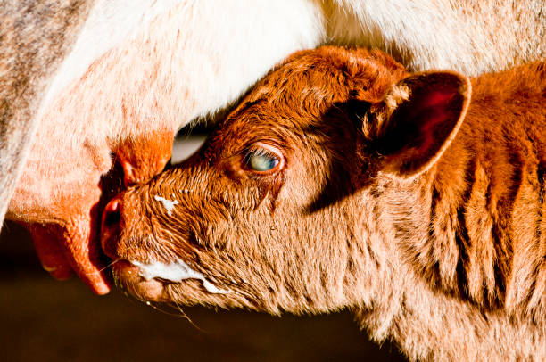 mamando - calf cow mother animal - fotografias e filmes do acervo