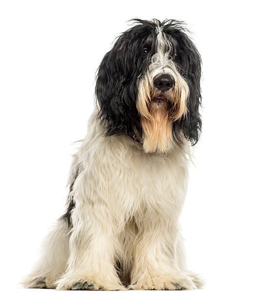 istock Dutch Sheepdog sitting, isolated on white 187484591