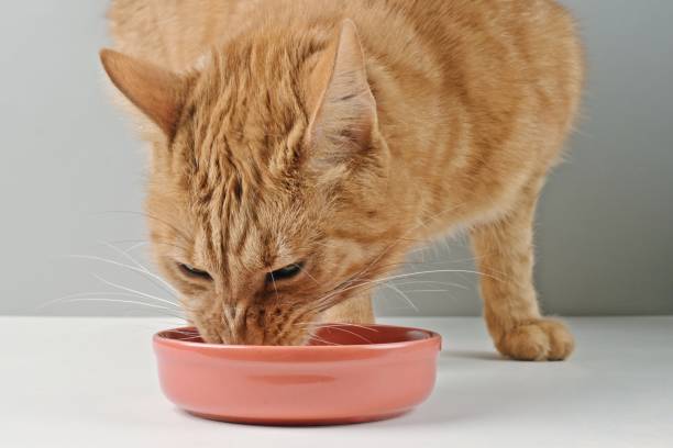 istock Funny red cat eat cat food on red ceramic plate. Horizontal image with selective focus. 1874847764