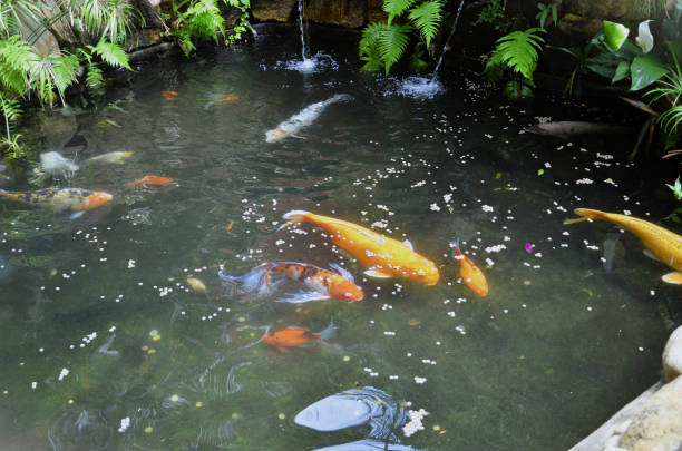 istock Colorful Cyprinus carpio in artificial lake 1874850916
