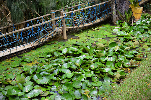 The foliage of the Nymphaea lotus in the lake and the wooden bridge next to the leaves of the cyperu papyrus in the field