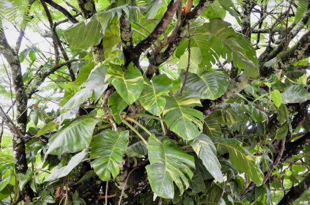istock A Yellow Flame Epipremnum Pinnatum on the delonix regia raf tree 1874853471