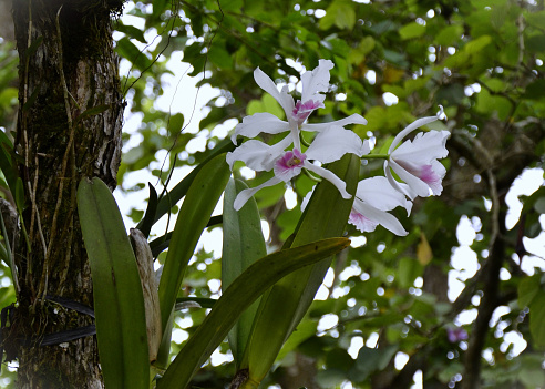 Cattleya purpurata with white and pink flowers on the tree trunk in the backyard