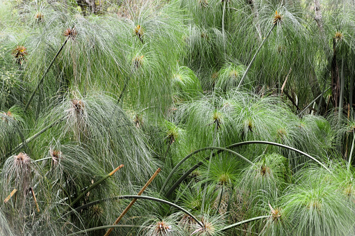 In the field, the buds, leaves and flowers of cyperus papyrus
