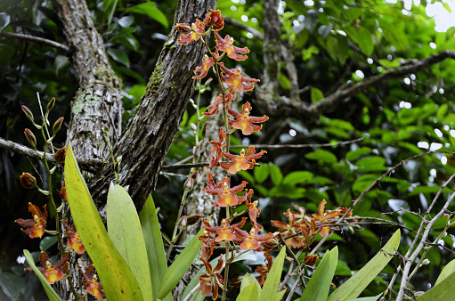 The flowers of the odontocidium Catatante 'Pacific Sun Spots' on the tree trunk in the forest