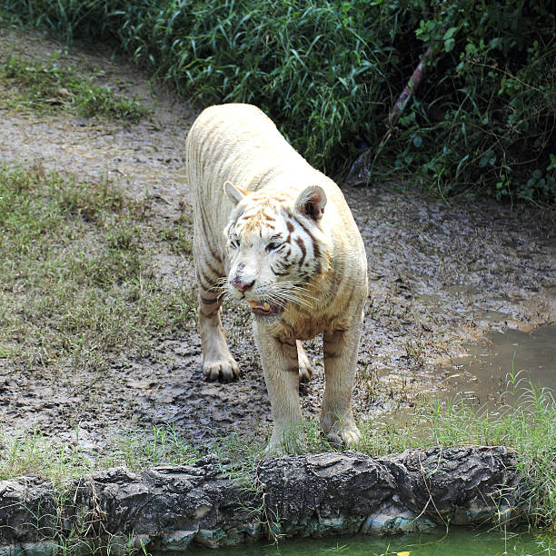 tigre bianca - indochina wild animals cats travel locations foto e immagini stock
