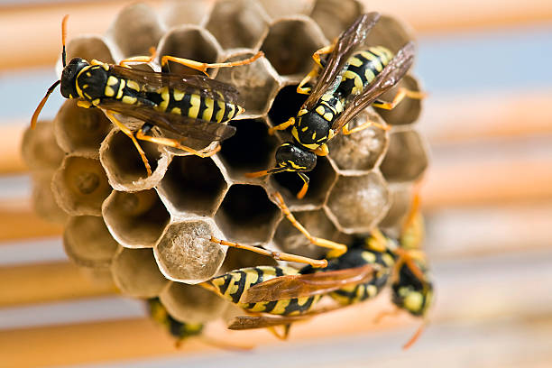 istock Adult yellow jacket wasps and larvae 187485870
