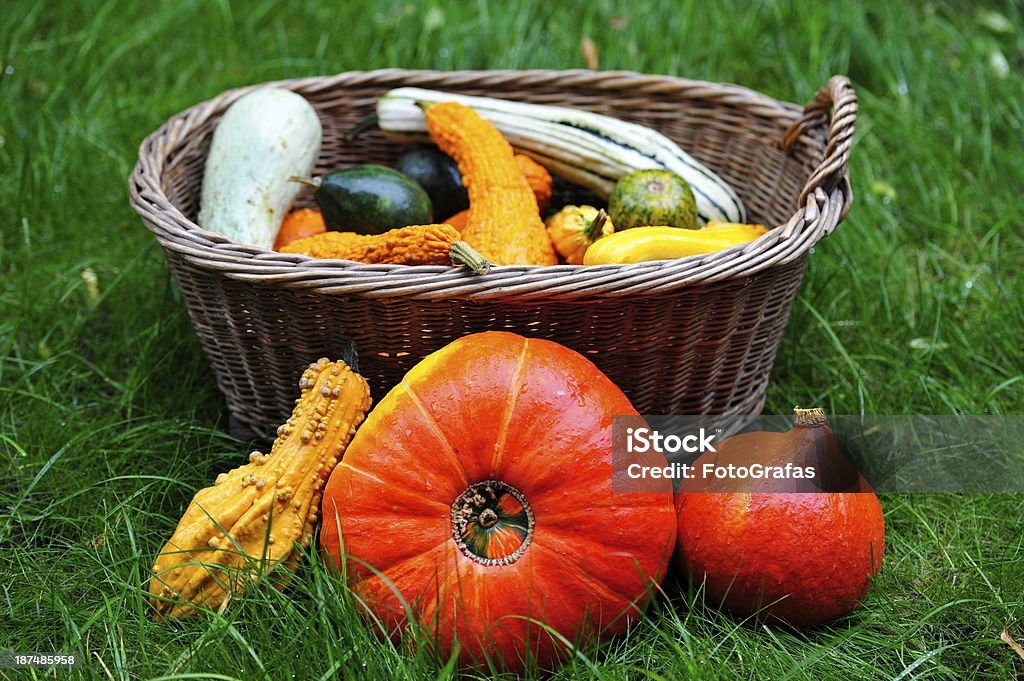 Pumpkins nell'erba per il Giorno del Ringraziamento. - Foto stock royalty-free di Ambientazione esterna