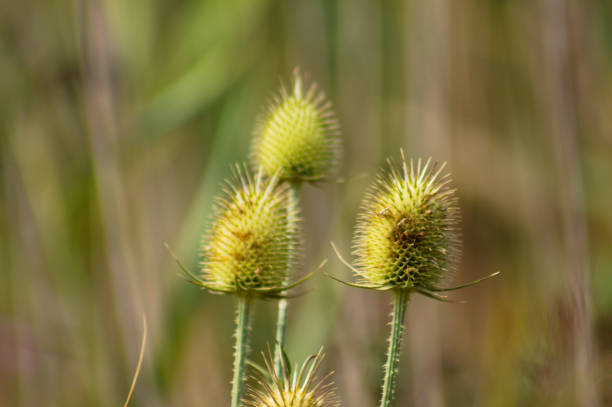 istock Closeup of green cutleaf teasel seeds with green blurred background 1874866644