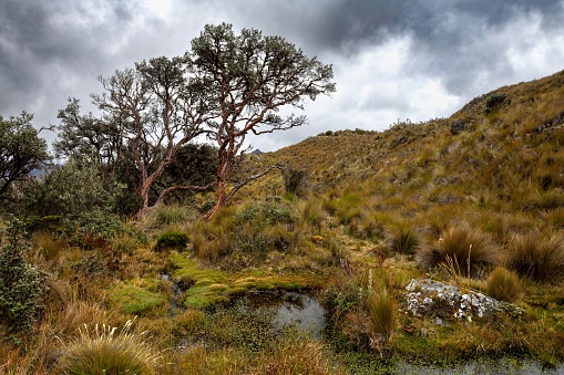 Cuenca, Ecuador, November 3, 2022: View of the trees in the Cajas National Park (Parque Nacional Cajas) on a cloudy day.