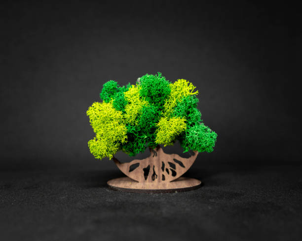 istock Close up of miniature oak tree 1874882403