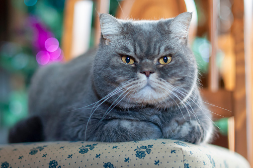 grey tabby british shorthair cat portrait looking serious or angry on christmas tree background, High quality photo