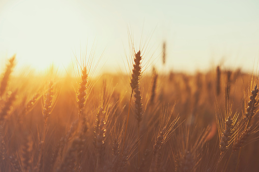 Hay bales and field stubble in golden sunset.