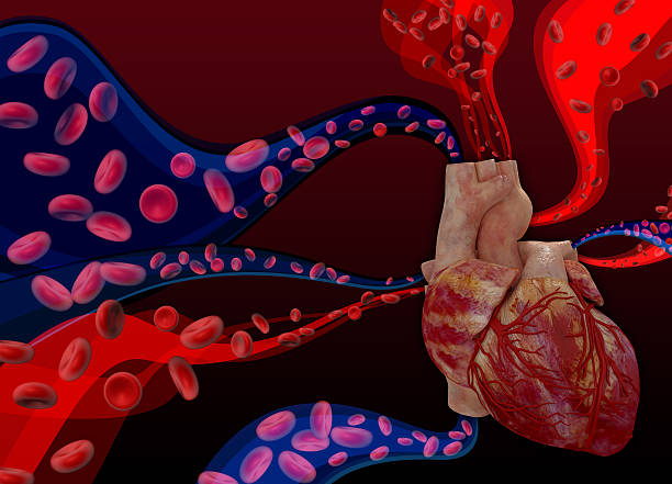 istock Heart on a background with blood cells 187490021