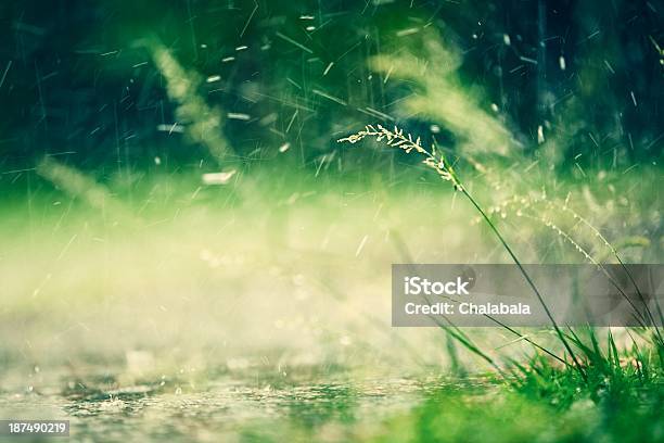 Heavy Rain Stock Photo - Download Image Now - Grass, Rain, Storm